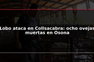 Lobo ataca en Collsacabra: ocho ovejas muertas en Osona