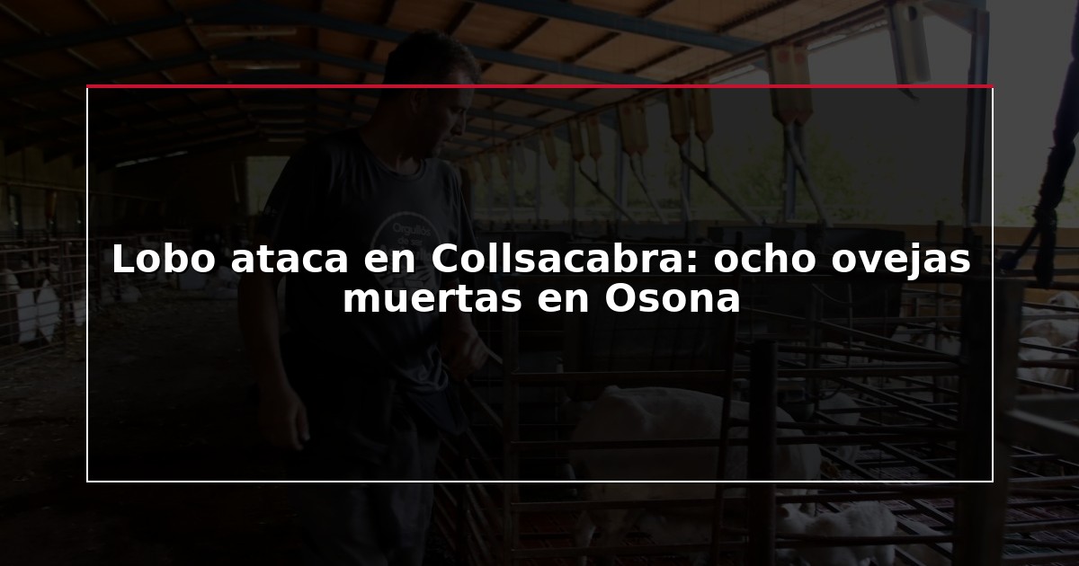 Lobo ataca en Collsacabra: ocho ovejas muertas en Osona