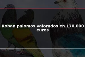 Roban palomos valorados en 170.000 euros
