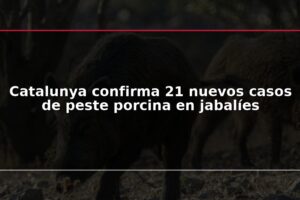 Catalunya confirma 21 nuevos casos de peste porcina en jabalíes