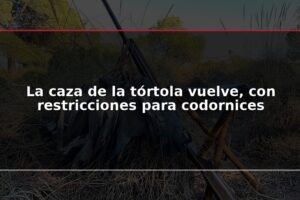La caza de la tórtola vuelve, con restricciones para codornices