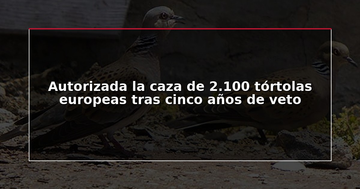 Autorizada la caza de 2.100 tórtolas europeas tras cinco años de veto