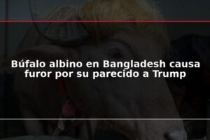 Búfalo albino en Bangladesh causa furor por su parecido a Trump