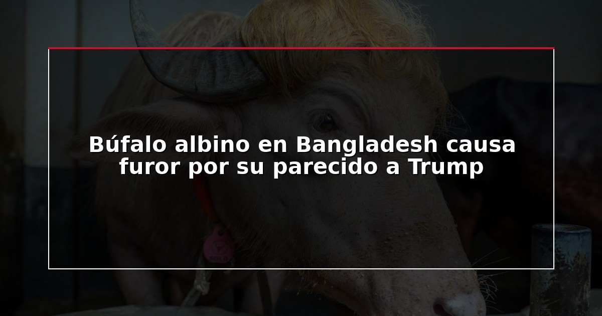 Búfalo albino en Bangladesh causa furor por su parecido a Trump
