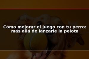 Cómo mejorar el juego con tu perro: más allá de lanzarle la pelota