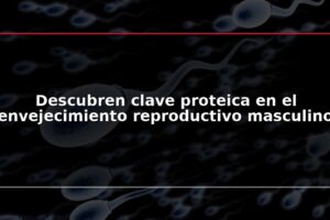 Descubren clave proteica en el envejecimiento reproductivo masculino