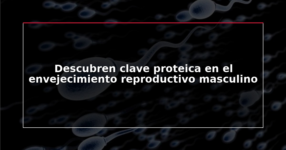 Descubren clave proteica en el envejecimiento reproductivo masculino