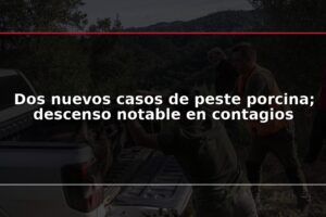 Dos nuevos casos de peste porcina; descenso notable en contagios