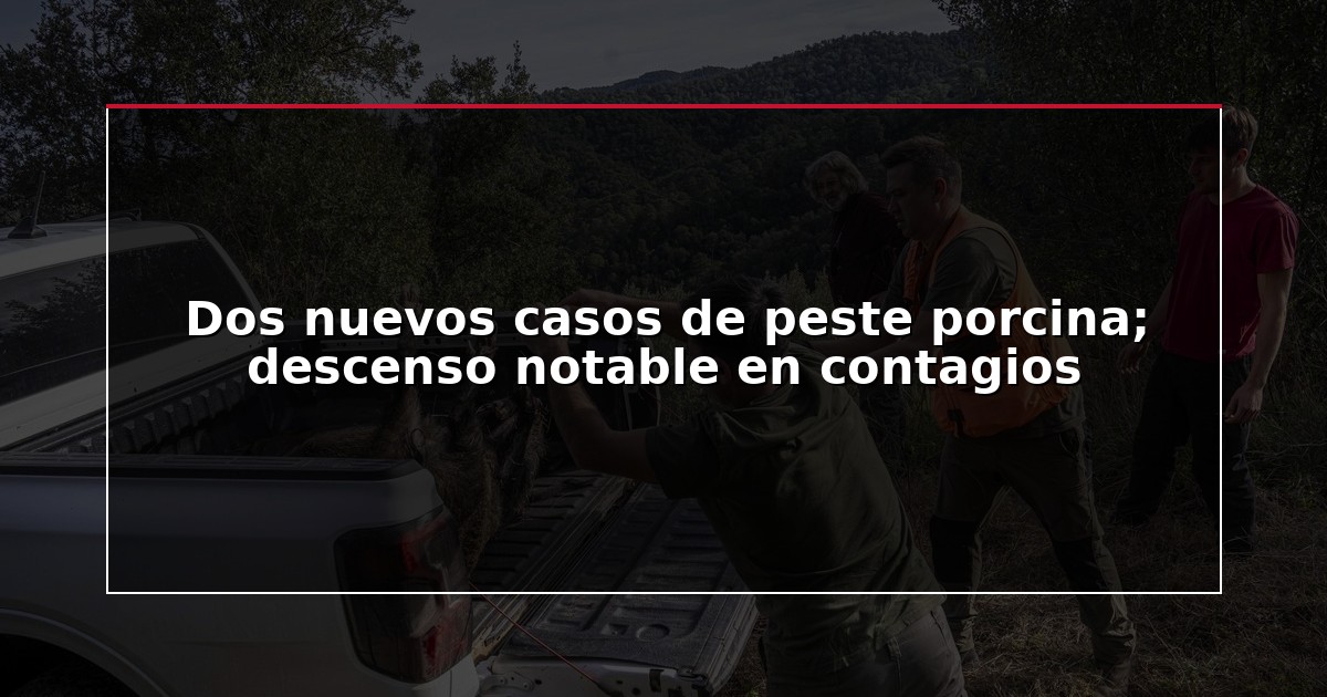 Dos nuevos casos de peste porcina; descenso notable en contagios