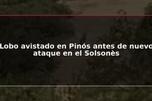 Lobo avistado en Pinós antes de nuevo ataque en el Solsonès
