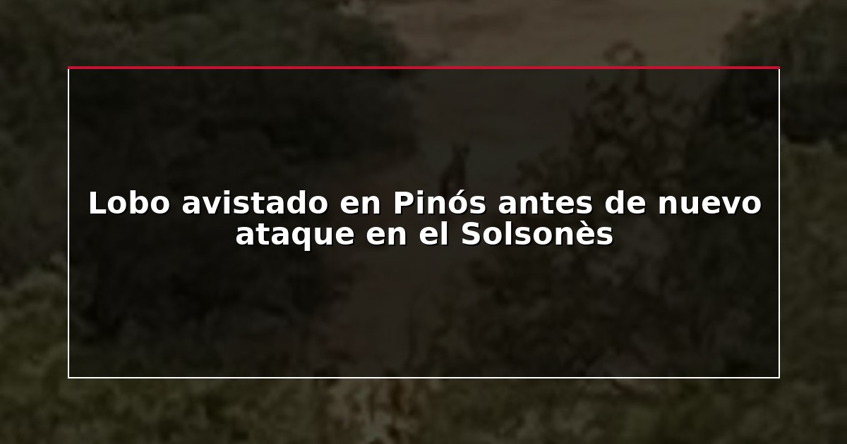 Lobo avistado en Pinós antes de nuevo ataque en el Solsonès