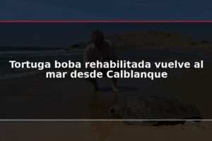 Tortuga boba rehabilitada vuelve al mar desde Calblanque