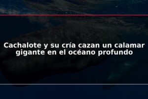 Cachalote y su cría cazan un calamar gigante en el océano profundo
