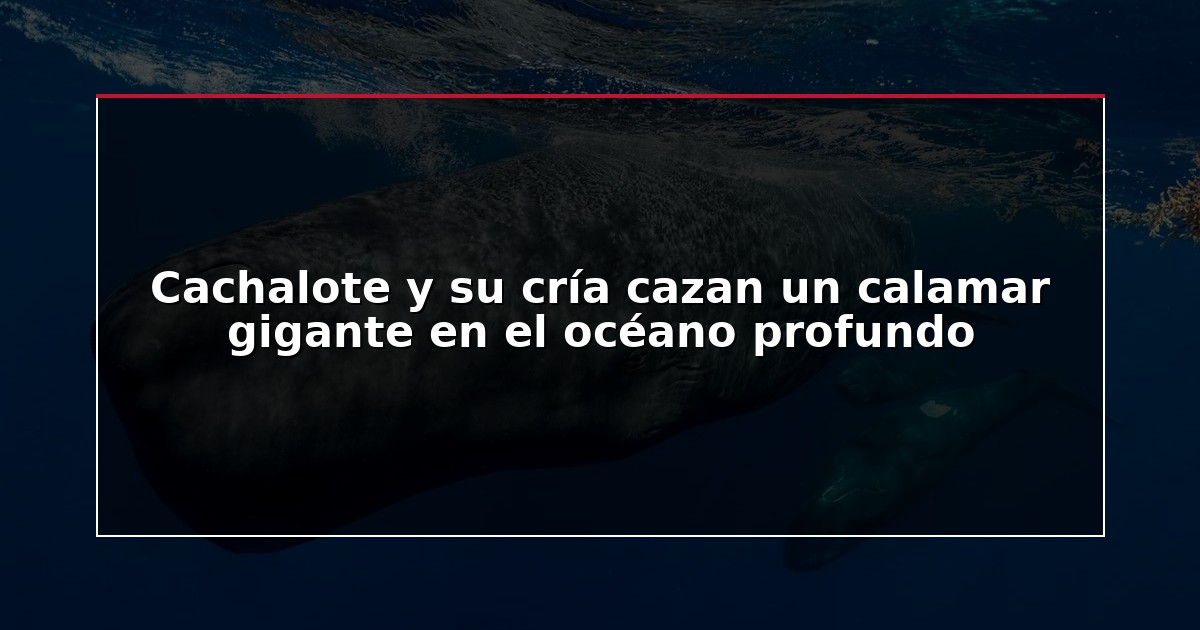 Cachalote y su cría cazan un calamar gigante en el océano profundo