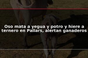 Oso mata a yegua y potro y hiere a ternero en Pallars, alertan ganaderos