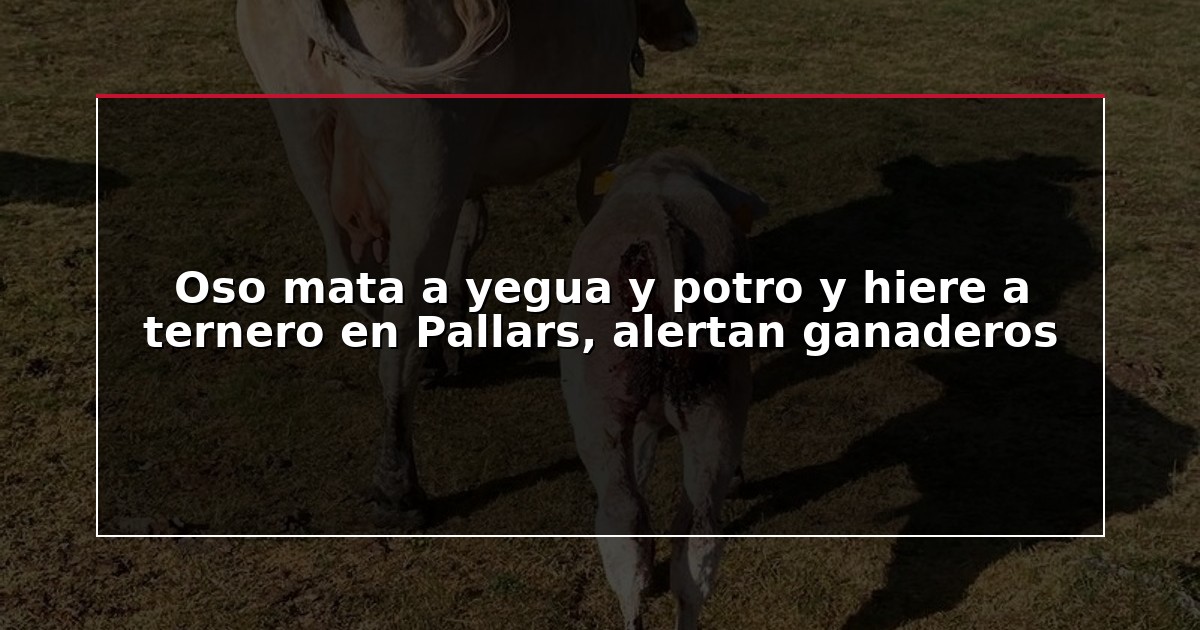 Oso mata a yegua y potro y hiere a ternero en Pallars, alertan ganaderos