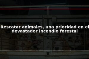 Rescatar animales, una prioridad en el devastador incendio forestal