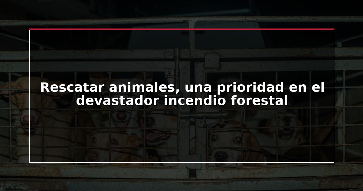 Rescatar animales, una prioridad en el devastador incendio forestal