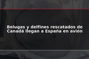Belugas y delfines rescatados de Canadá llegan a España en avión