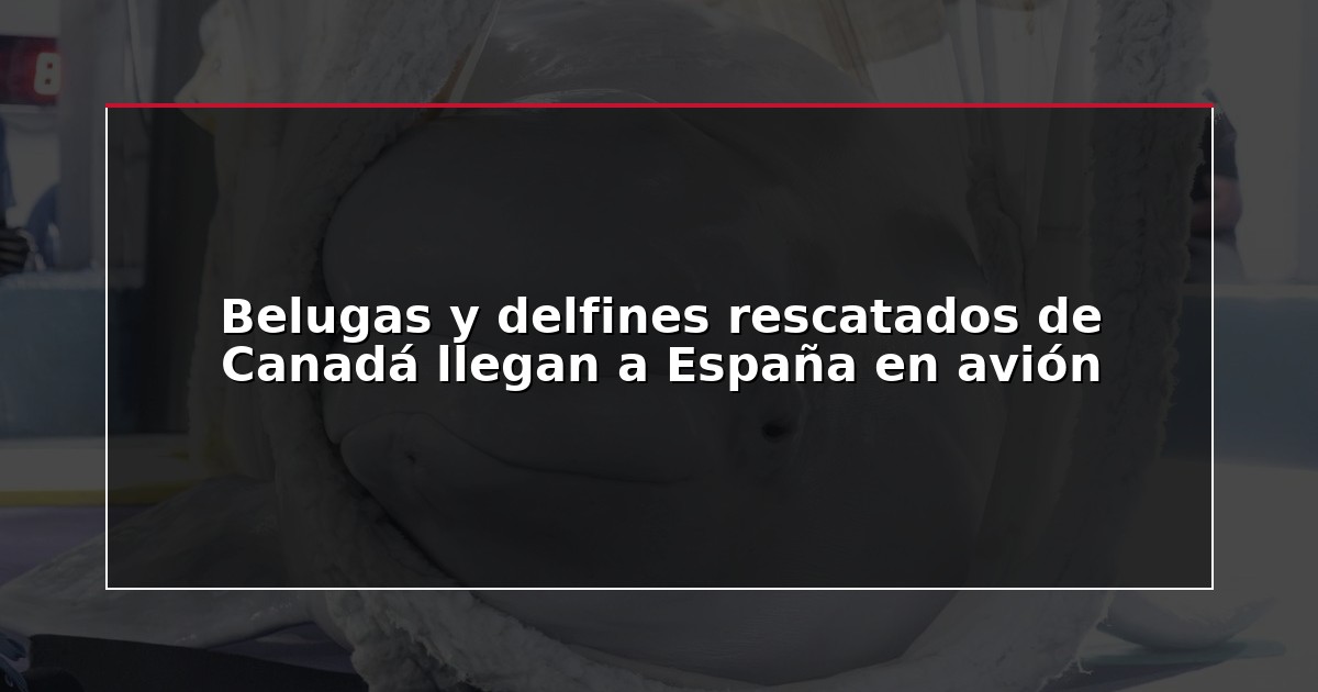 Belugas y delfines rescatados de Canadá llegan a España en avión