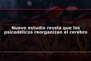 Nuevo estudio revela que los psicodélicos reorganizan el cerebro