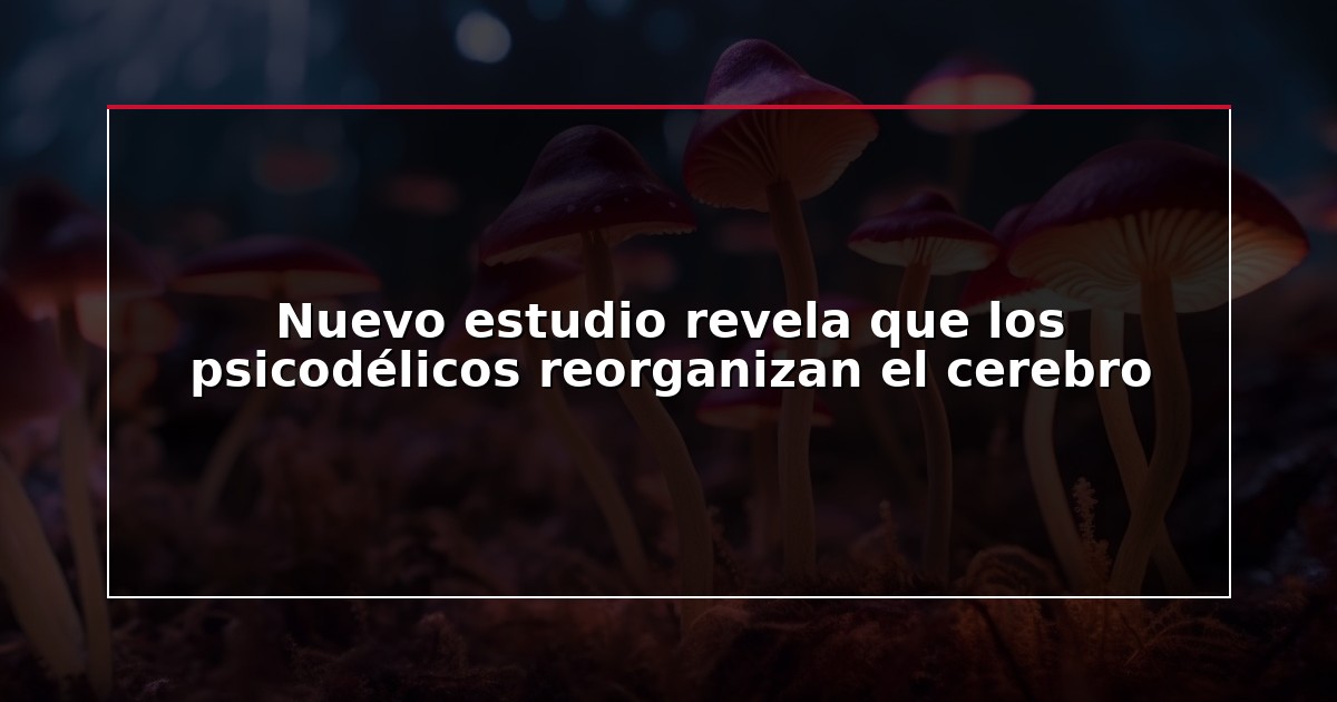 Nuevo estudio revela que los psicodélicos reorganizan el cerebro