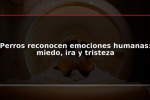 Perros reconocen emociones humanas: miedo, ira y tristeza