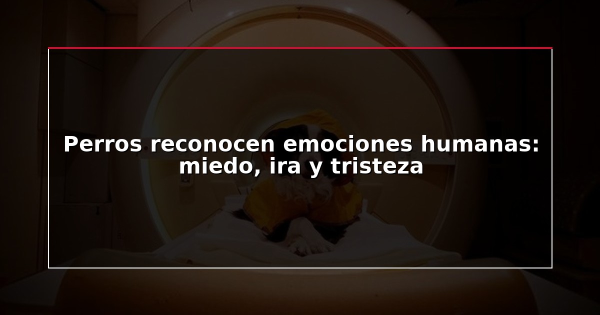 Perros reconocen emociones humanas: miedo, ira y tristeza