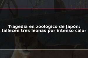 Tragedia en zoológico de Japón: fallecen tres leonas por intenso calor
