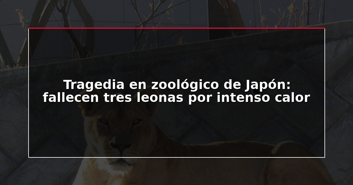 Tragedia en zoológico de Japón: fallecen tres leonas por intenso calor