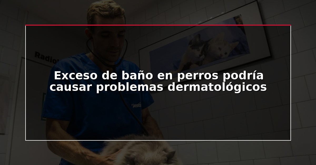 Exceso de baño en perros podría causar problemas dermatológicos