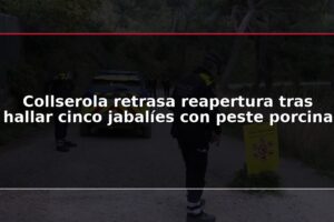 Collserola retrasa reapertura tras hallar cinco jabalíes con peste porcina