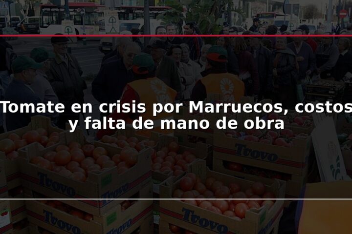 Tomate en crisis por Marruecos, costos y falta de mano de obra