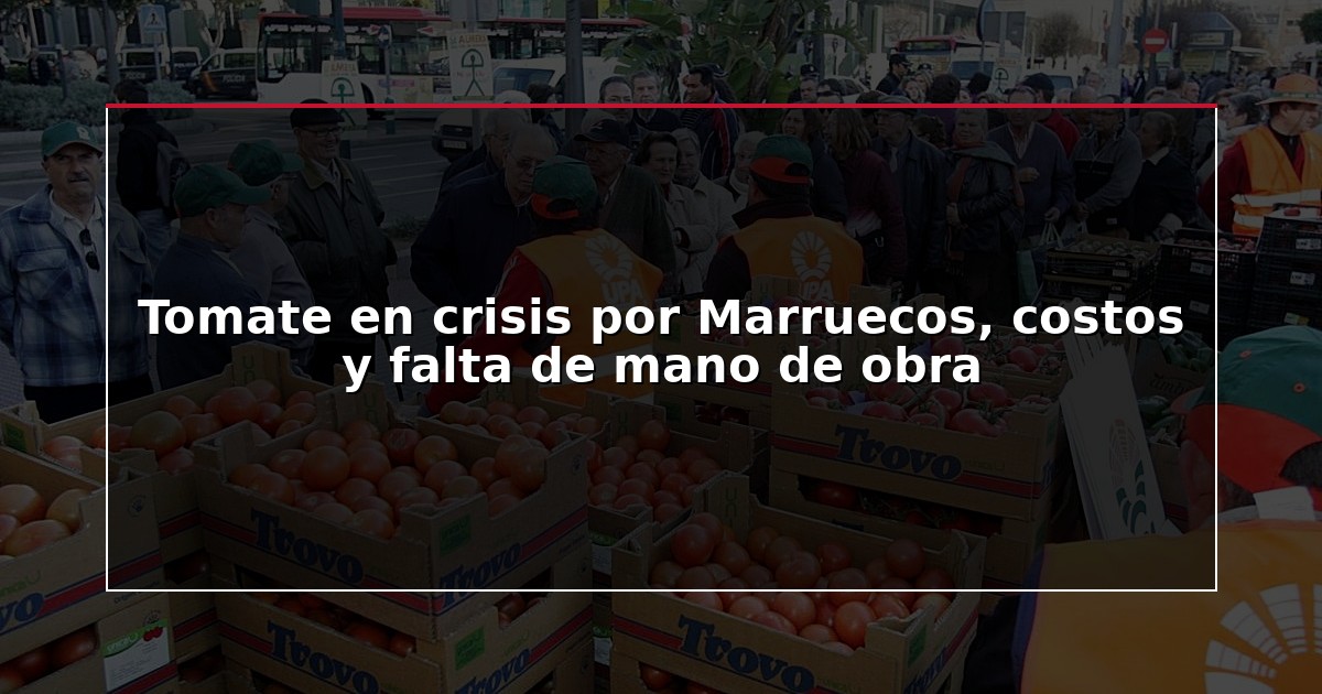 Tomate en crisis por Marruecos, costos y falta de mano de obra